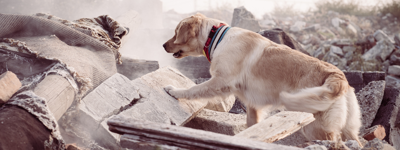 Türkiye Disaster Donation Drive - CRANE Inc. head